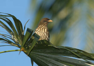 oiseau palmiste republique dominicaine 02