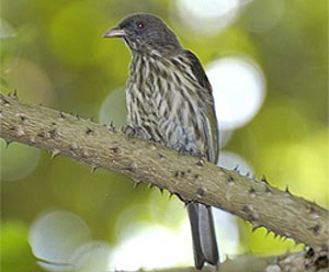 oiseau palmiste republique dominicaine 04