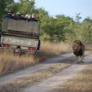 Africa Safari